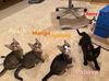 adoptable Cat in herndon, VA named Cherry