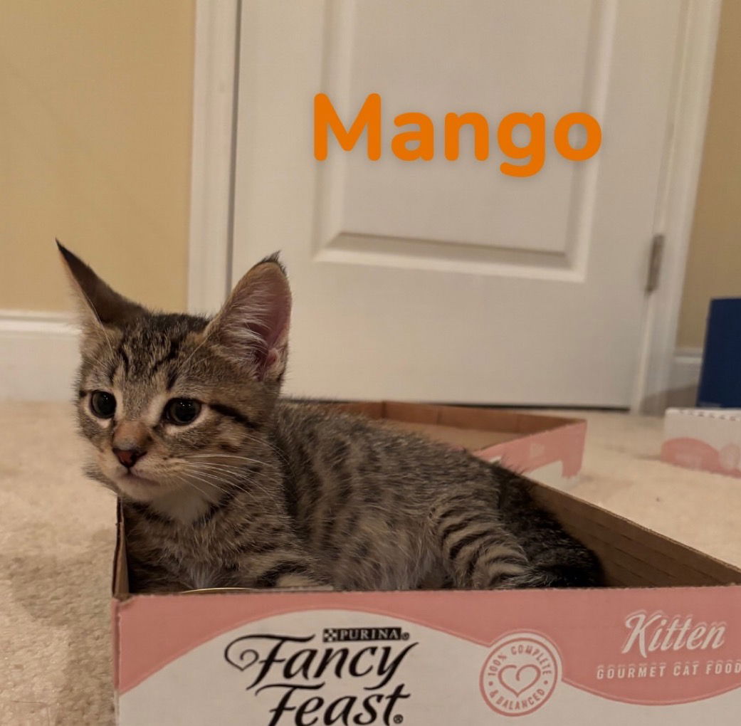 adoptable Cat in Herndon, VA named Mango