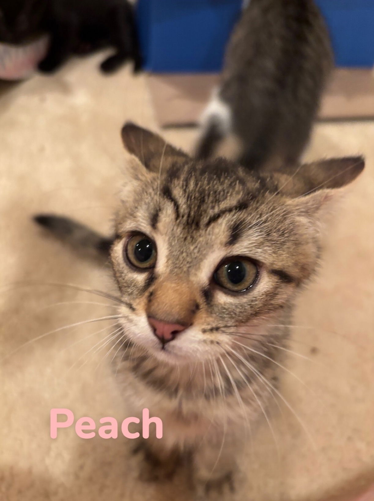 adoptable Cat in Herndon, VA named Peach