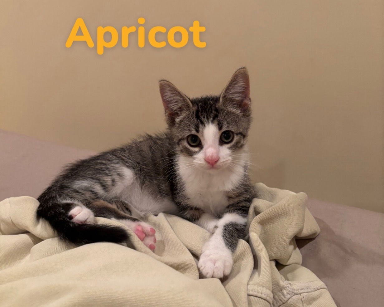 adoptable Cat in Herndon, VA named Apricot