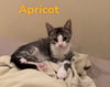 adoptable Cat in herndon, VA named Apricot