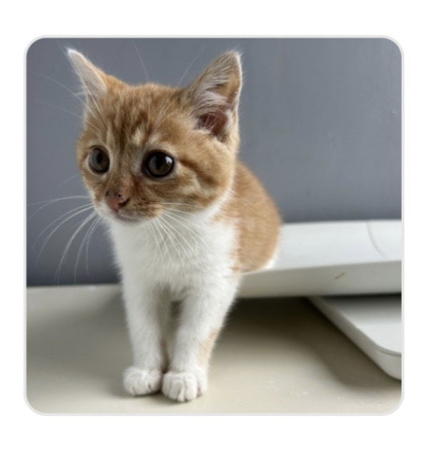 adoptable Cat in Herndon, VA named Terracotta