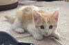adoptable Cat in , VA named Blush