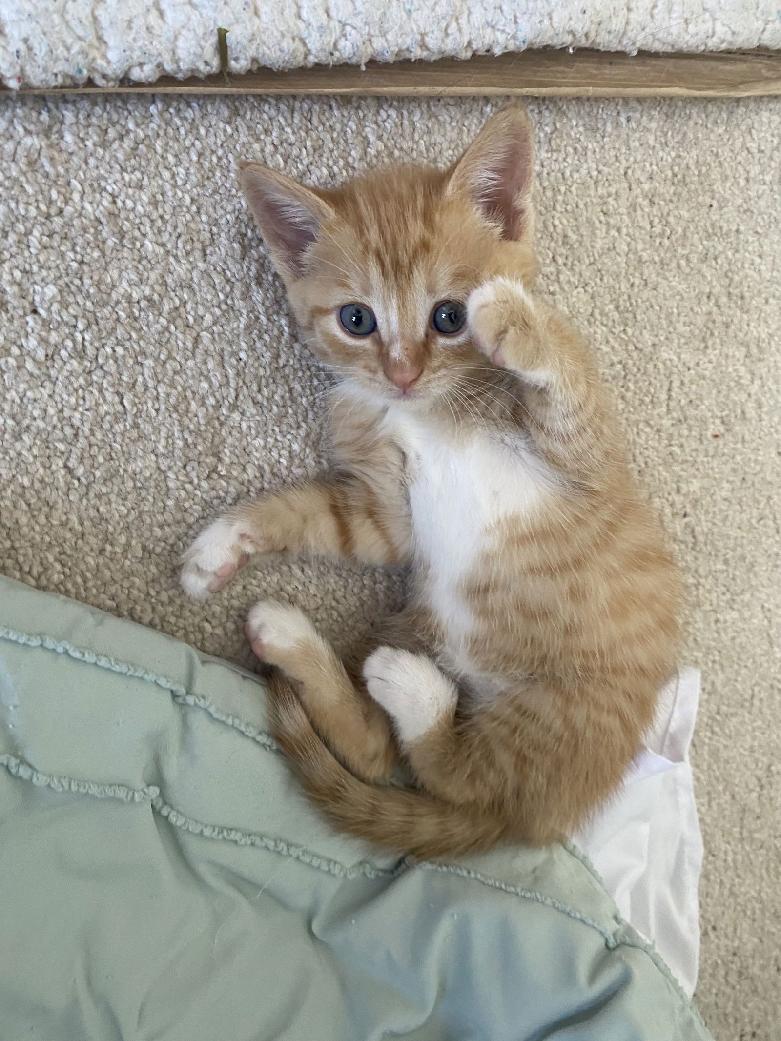 adoptable Cat in Herndon, VA named Sunset