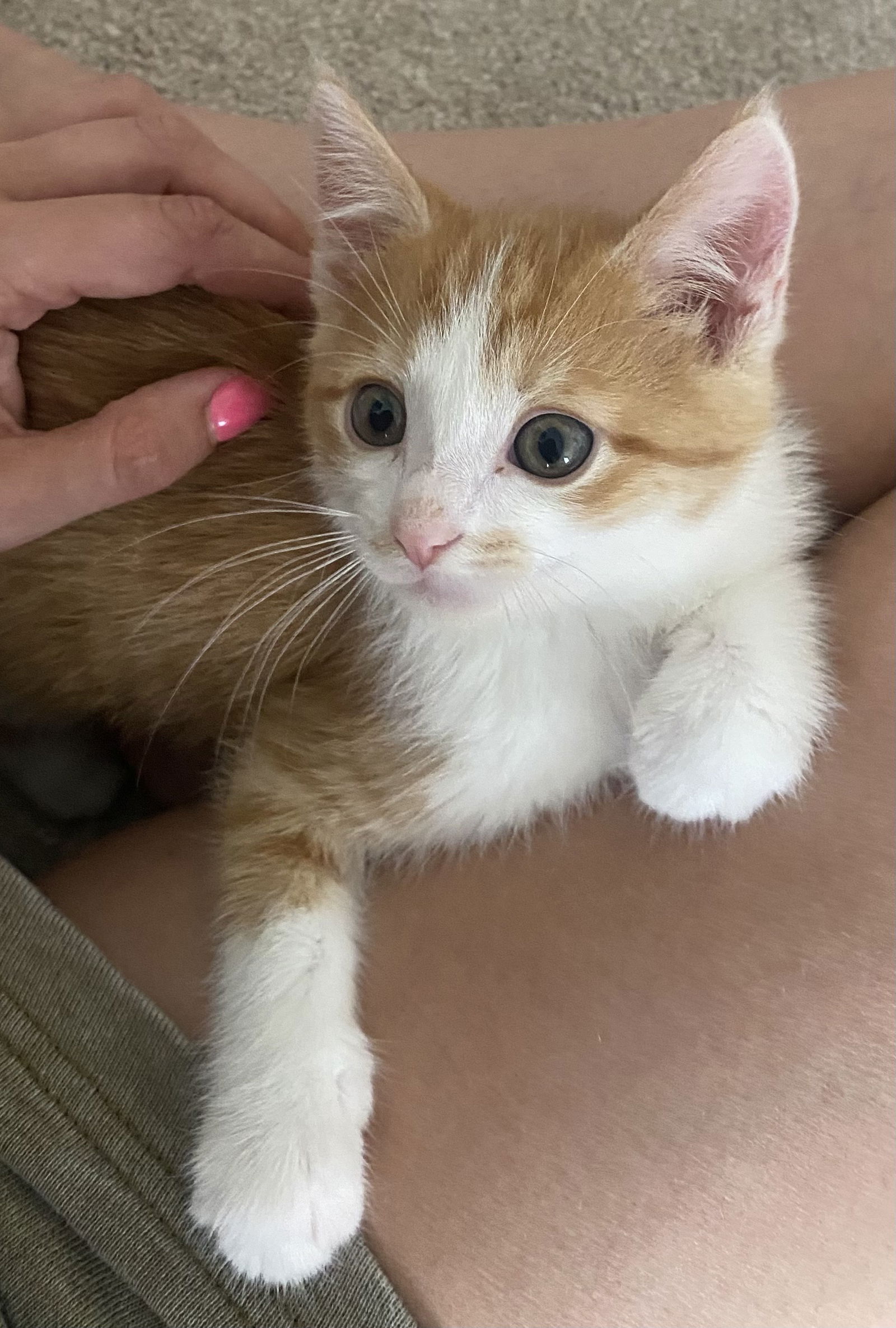 adoptable Cat in Herndon, VA named Yam