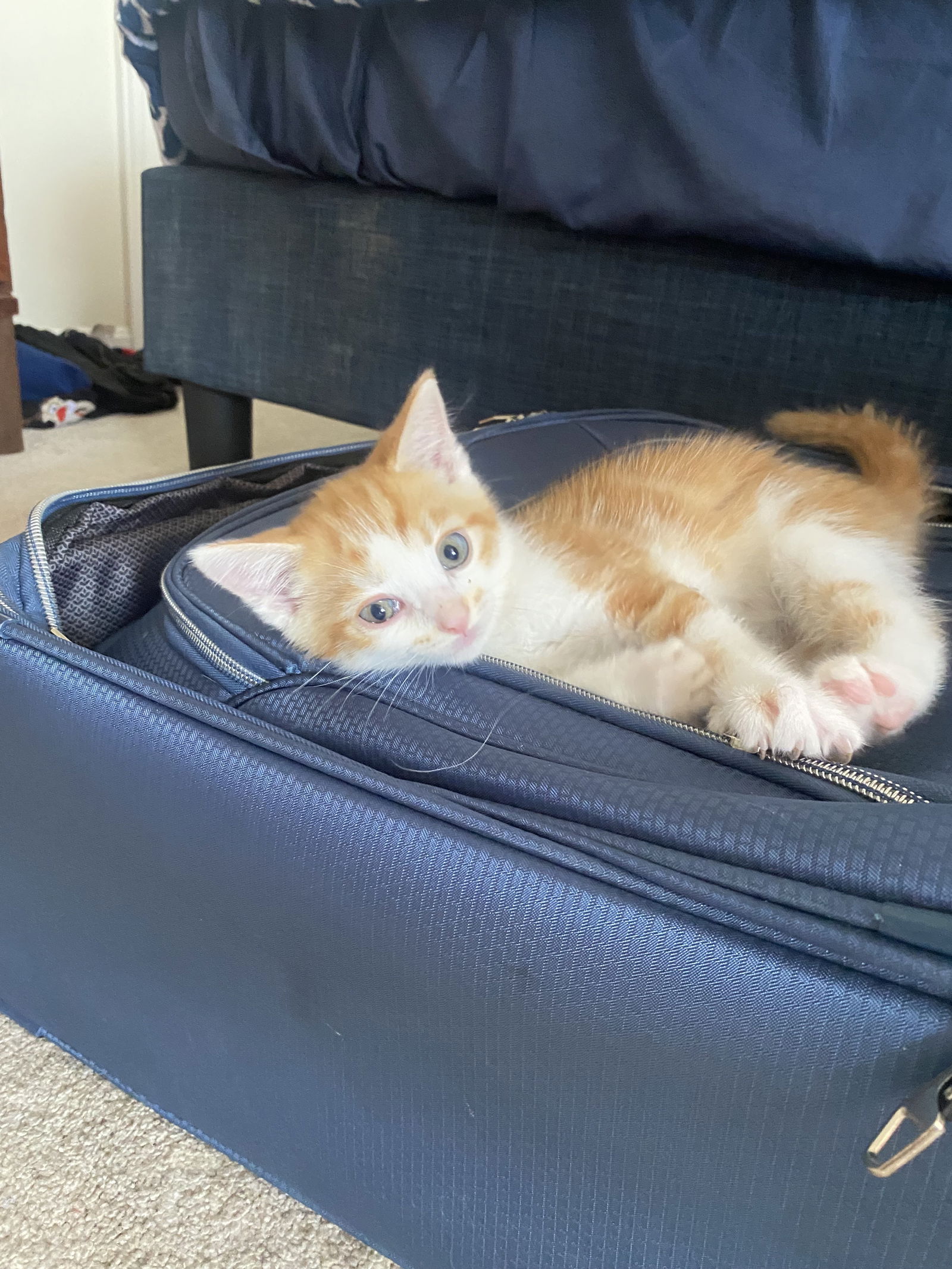 adoptable Cat in Herndon, VA named Pumpkin