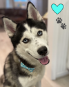 adoptable Dog in herndon, VA named Aquaman *FEE WAIVED*