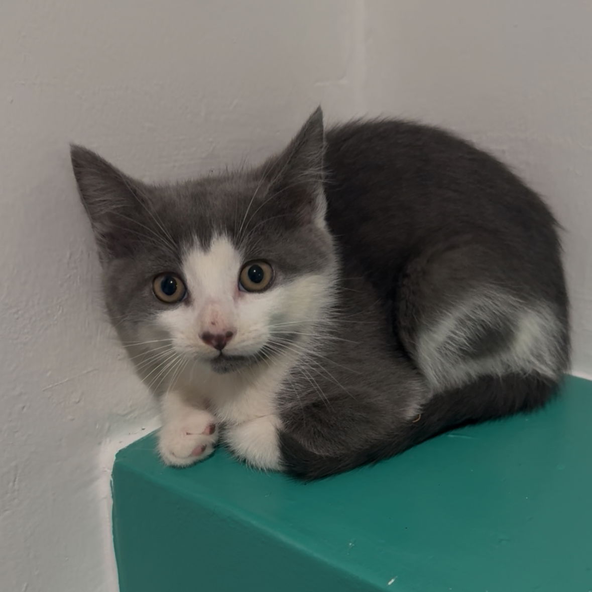 adoptable Cat in Herndon, VA named Moe