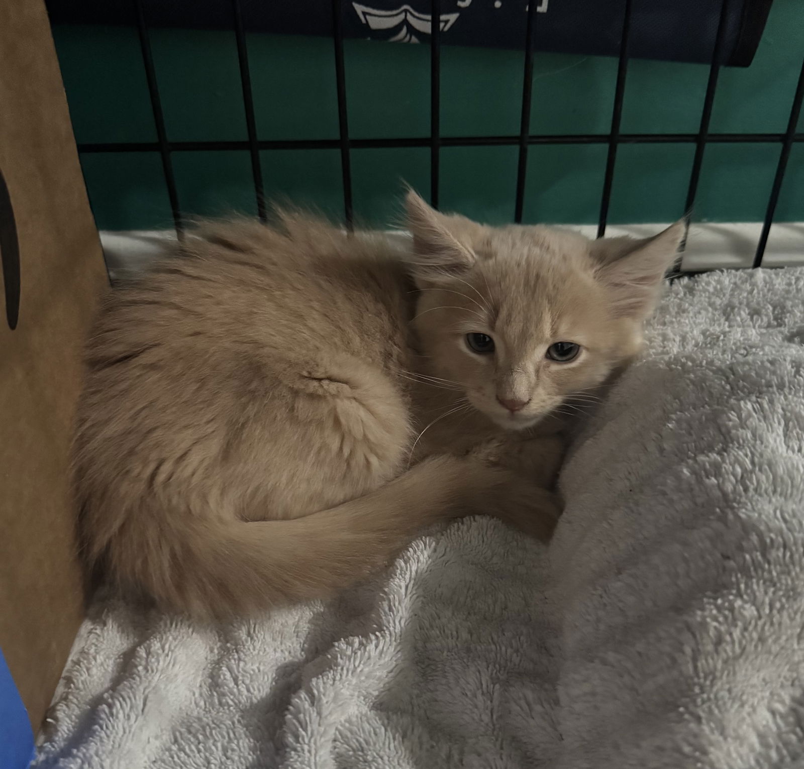 adoptable Cat in Herndon, VA named Angelos