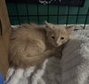 adoptable Cat in herndon, VA named Angelos