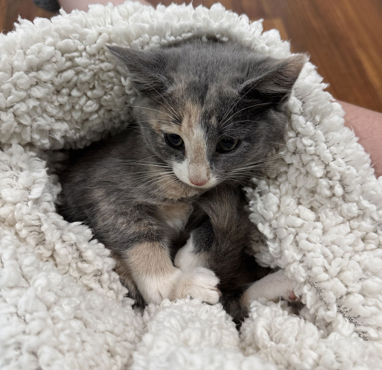 adoptable Cat in Herndon, VA named Xanthippe