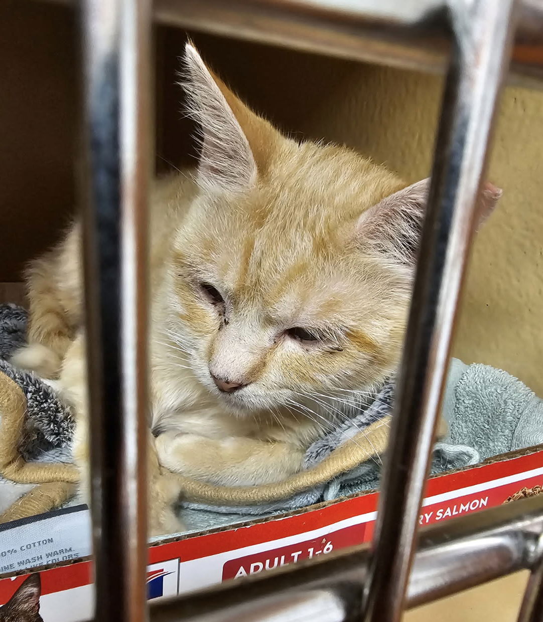adoptable Cat in Herndon, VA named Caty (& Obie) - bonded