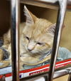 adoptable Cat in herndon, VA named Caty (& Obie) - bonded