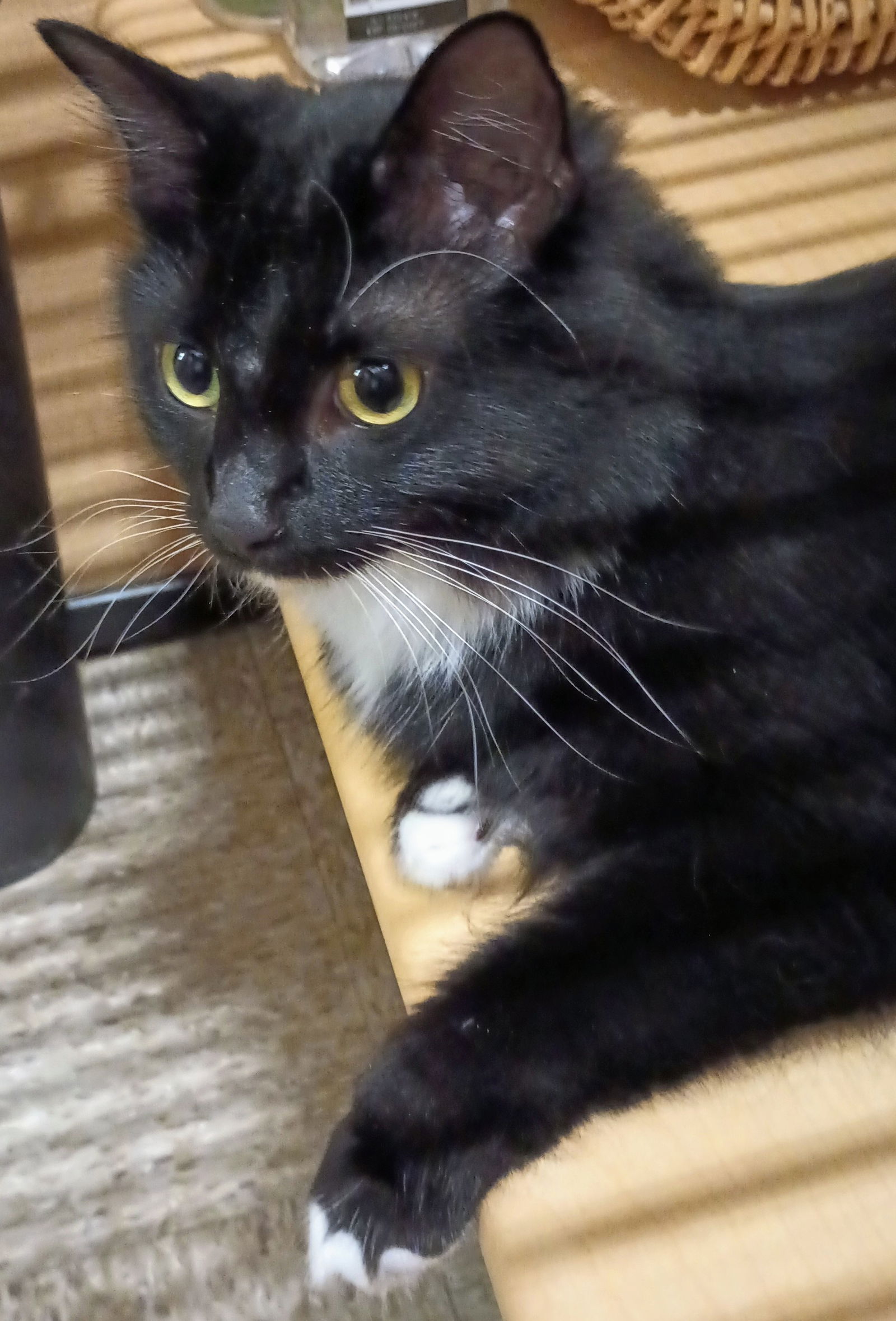 adoptable Cat in Herndon, VA named Ms. Kitty