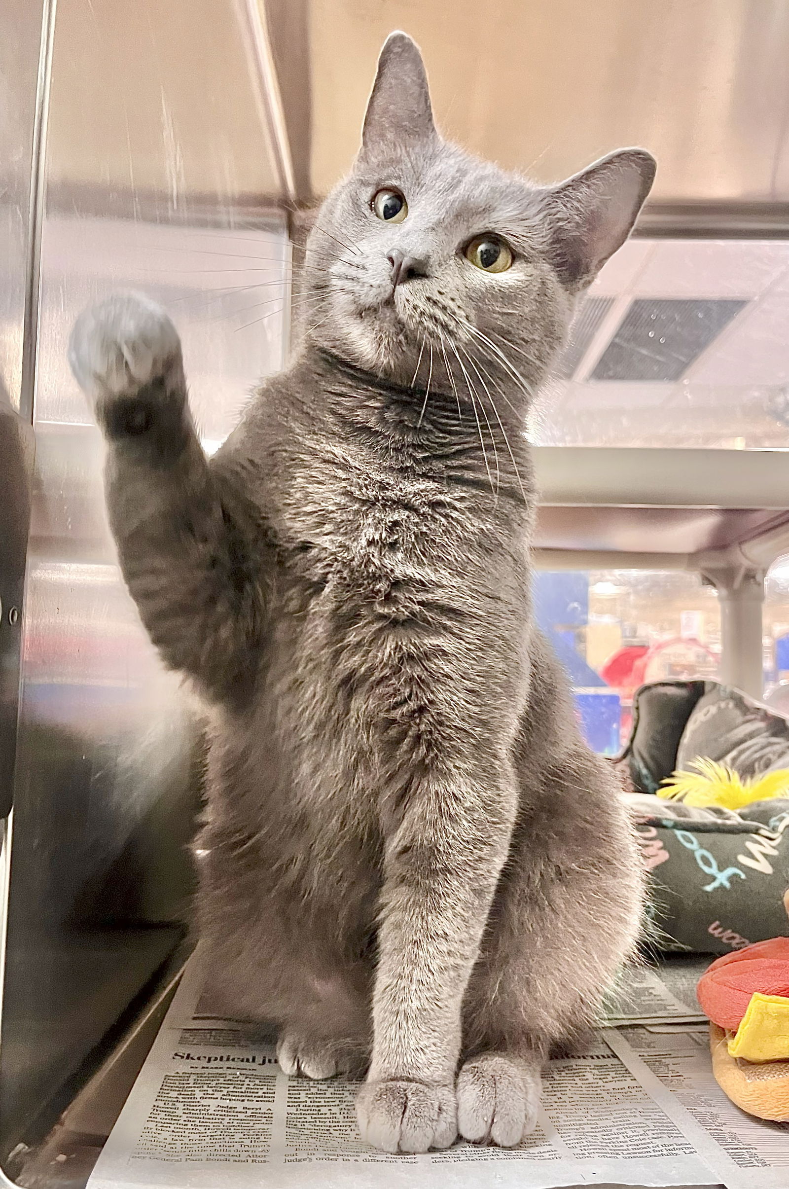adoptable Cat in Springfield, VA named Sparkles