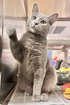 adoptable Cat in , VA named Sparkles