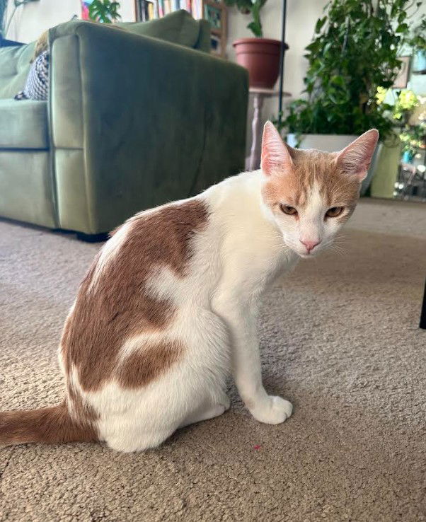 adoptable Cat in Herndon, VA named Gemini & Mystery - BONDED