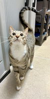 adoptable Cat in , VA named Ollie