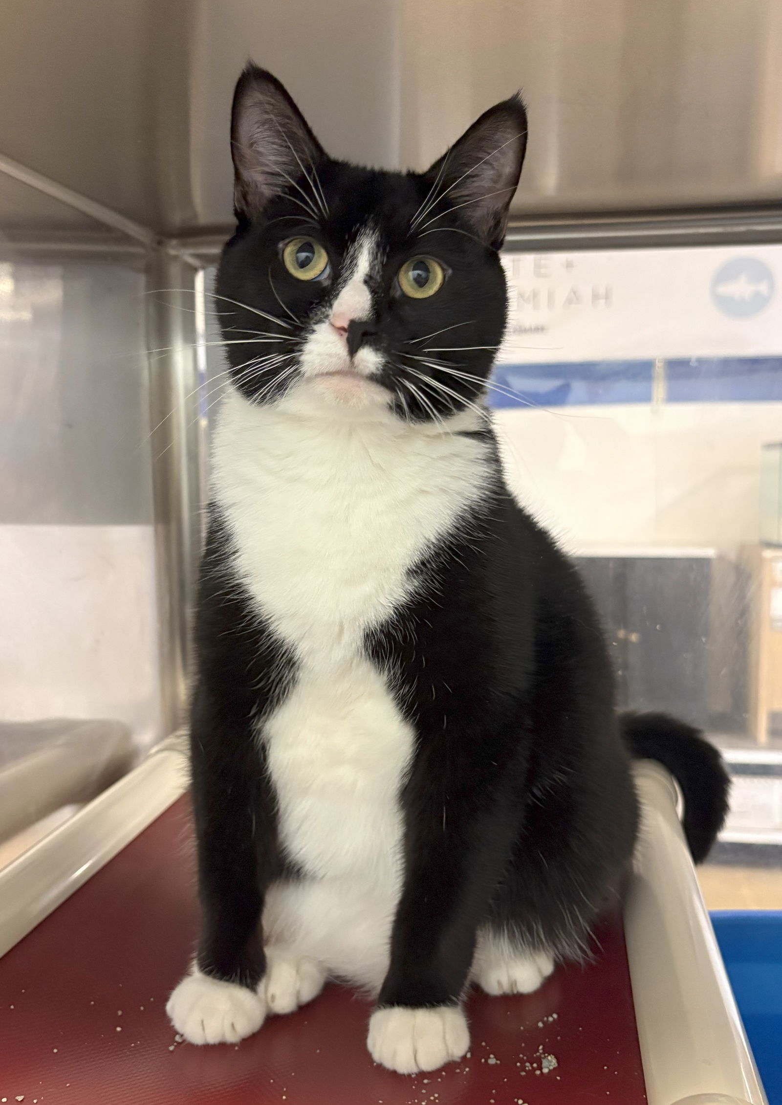 adoptable Cat in Springfield, VA named Blaze