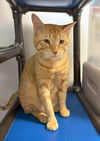 adoptable Cat in , VA named Orange