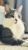 adoptable Cat in herndon, VA named Barfi