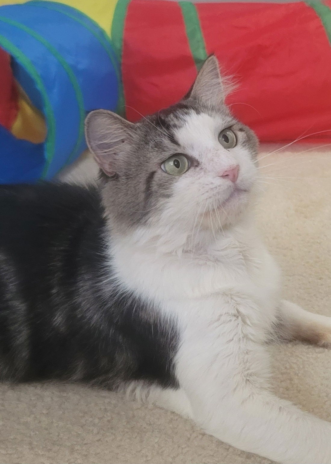 adoptable Cat in Herndon, VA named James Bond