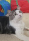 adoptable Cat in  named James Bond