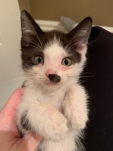 adoptable Cat in Herndon, VA named PawlPrint