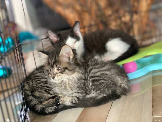 adoptable Cat in Herndon, VA named Furginia