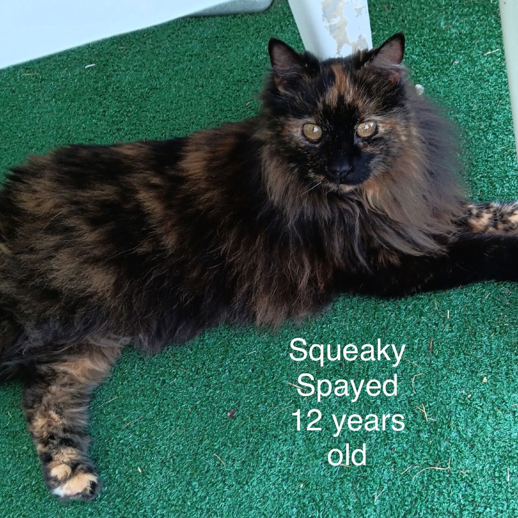 adoptable Cat in Herndon, VA named Squeaky