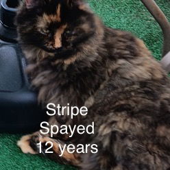 adoptable Cat in Herndon, VA named Stripe