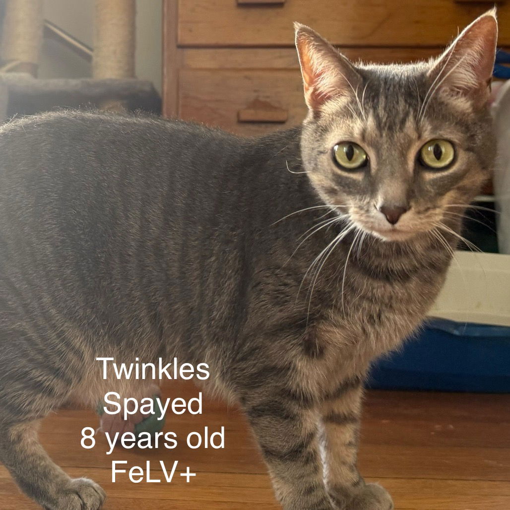 adoptable Cat in Herndon, VA named Twinkles
