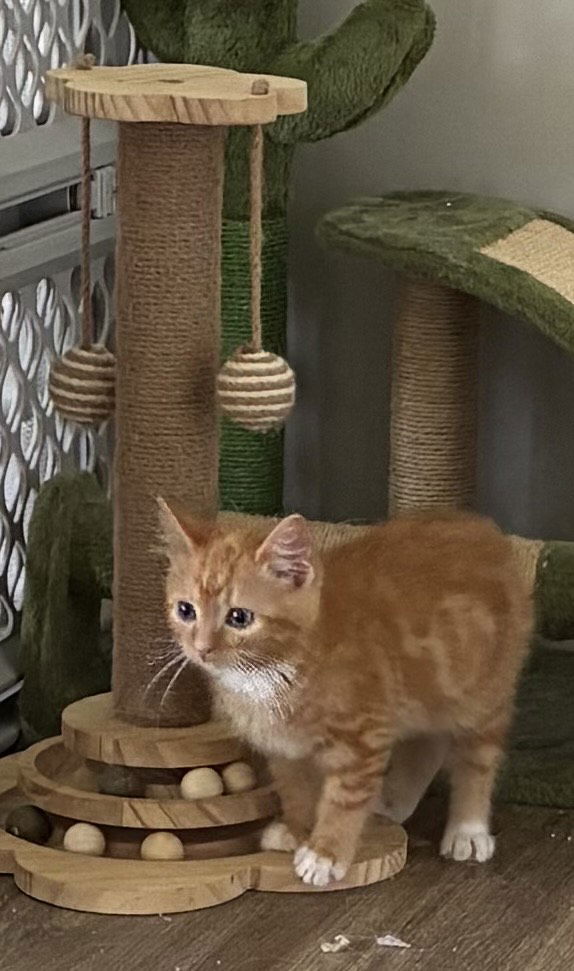adoptable Cat in Herndon, VA named Truist