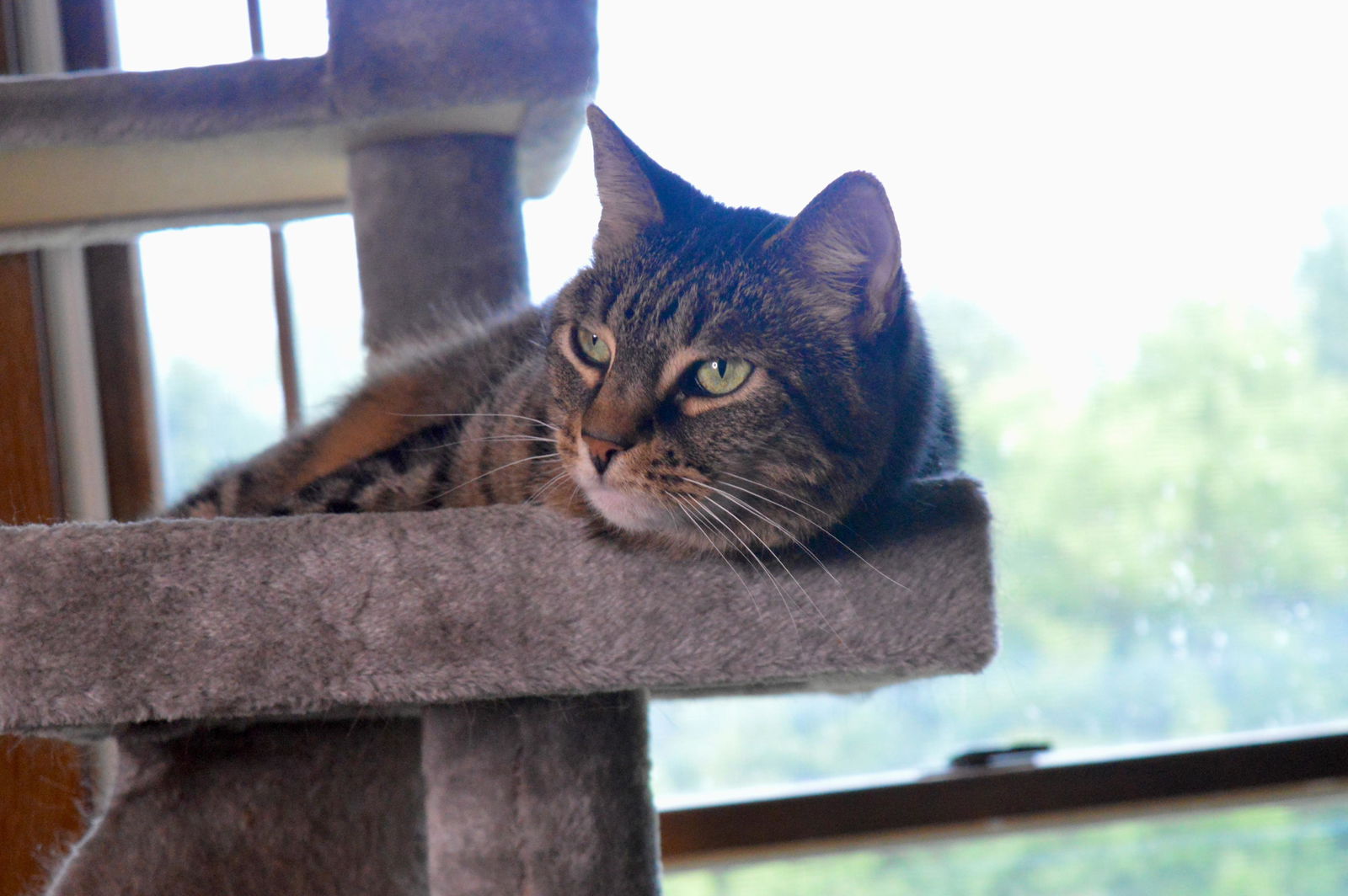 adoptable Cat in Herndon, VA named Joey & Winry - BONDED