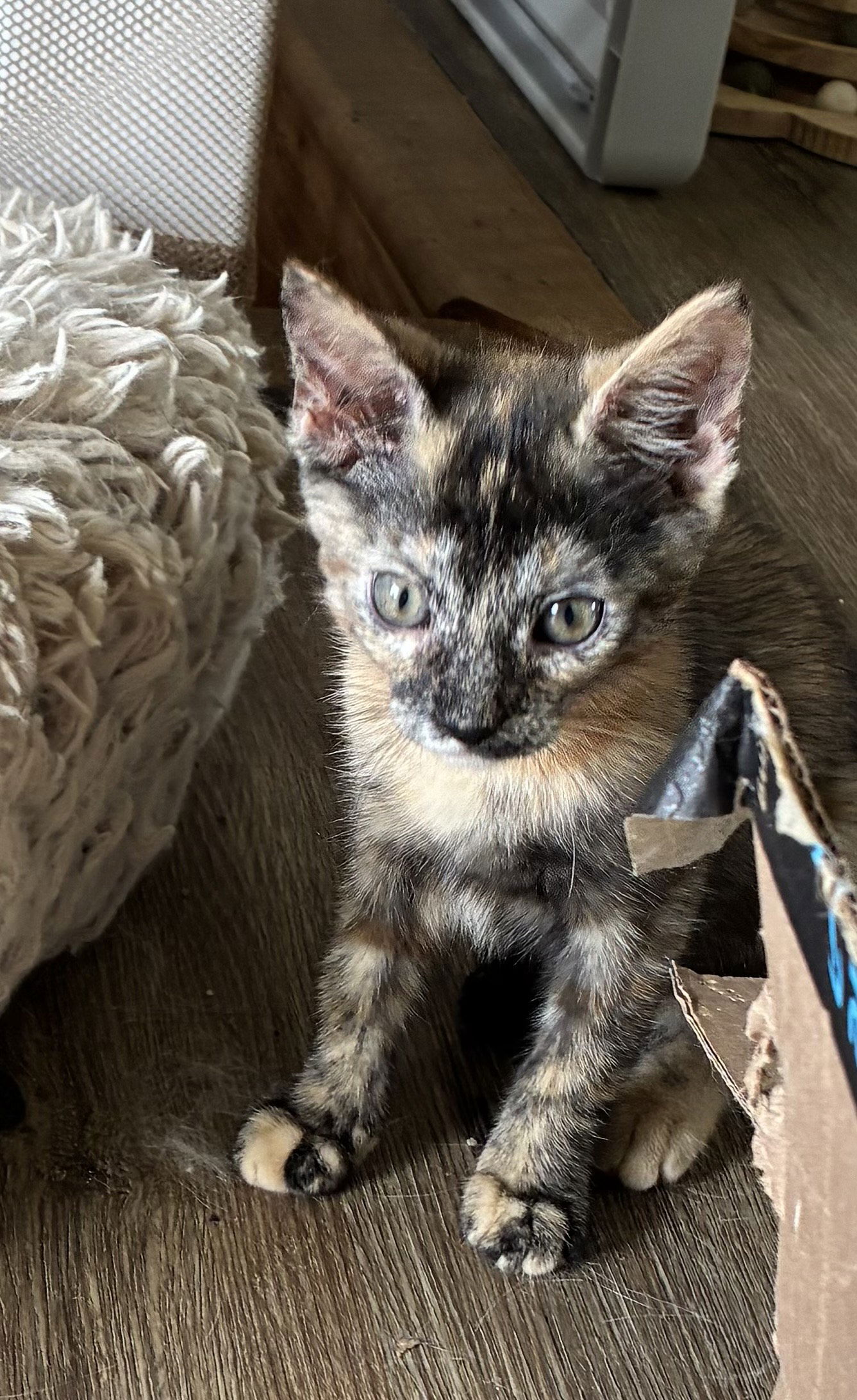adoptable Cat in Herndon, VA named Melody & May - BONDED