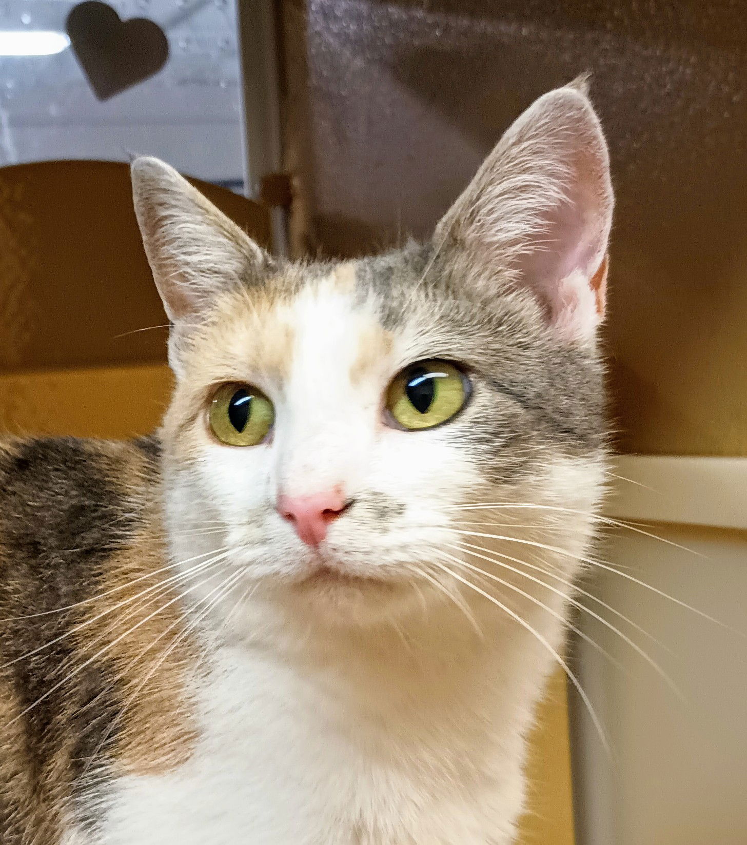 adoptable Cat in Herndon, VA named Sparrow