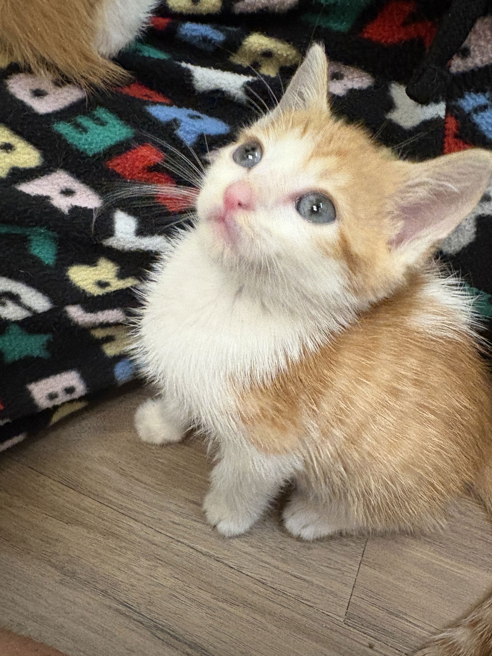adoptable Cat in Herndon, VA named Paprika