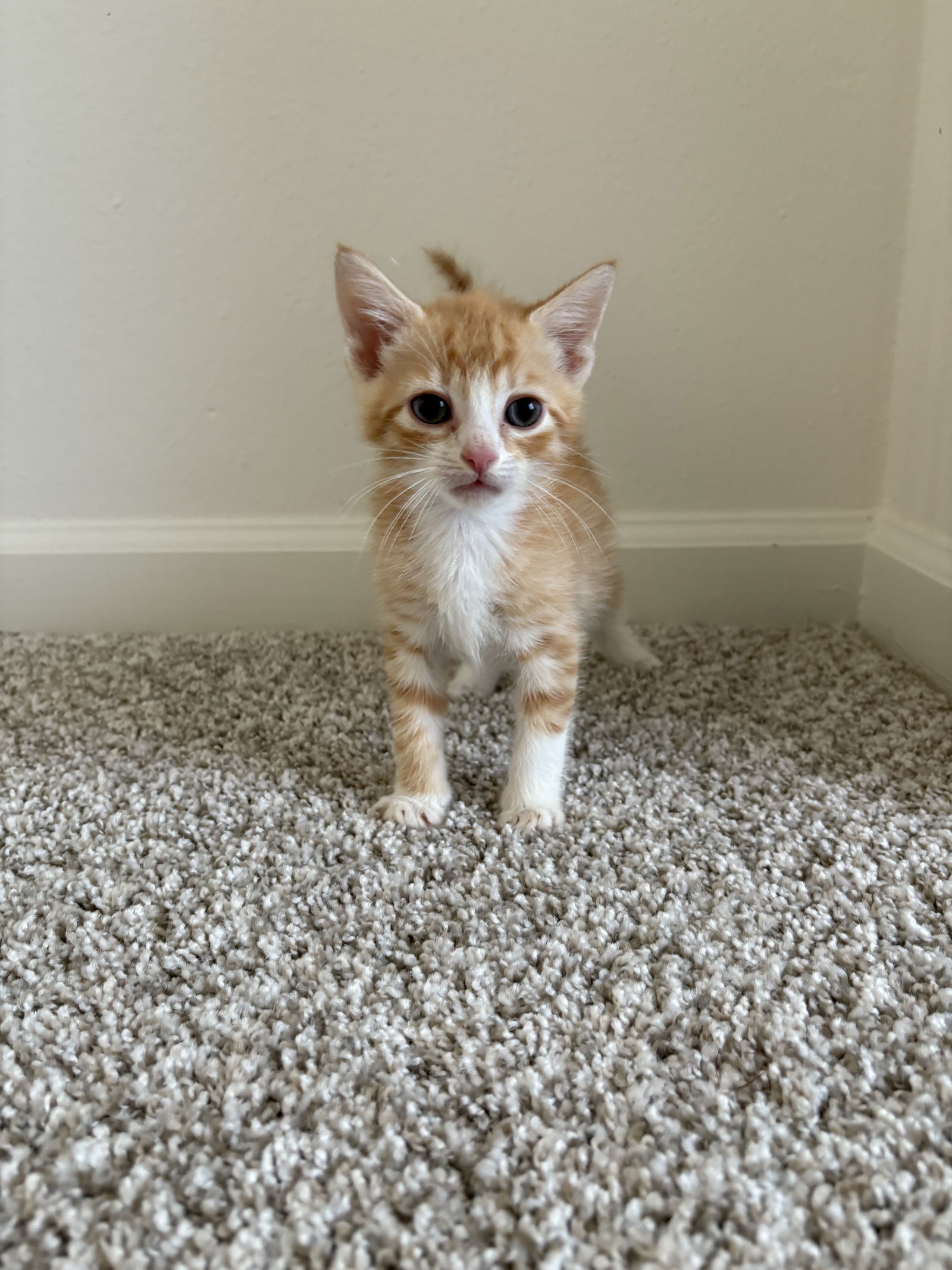 adoptable Cat in Herndon, VA named Zeus