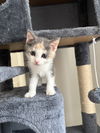 adoptable Cat in herndon, VA named Aurora