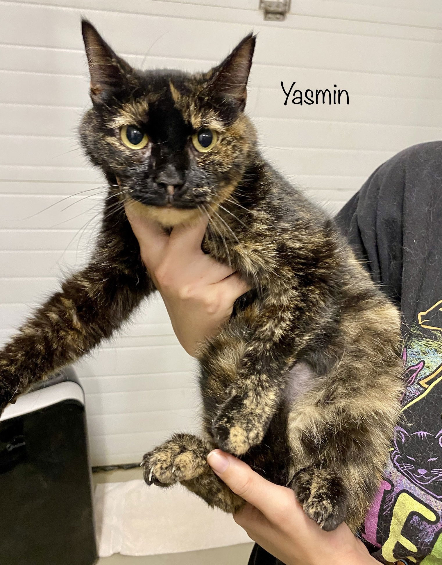 adoptable Cat in Herndon, VA named Jasmin