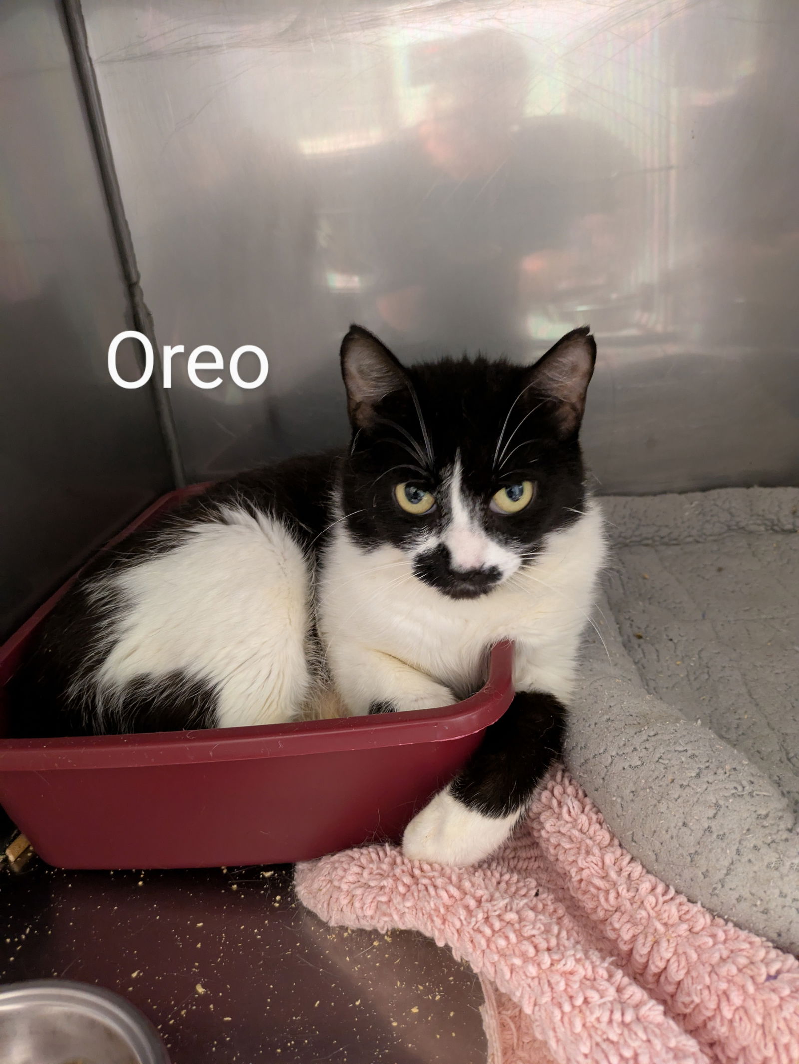 adoptable Cat in Herndon, VA named Oreo