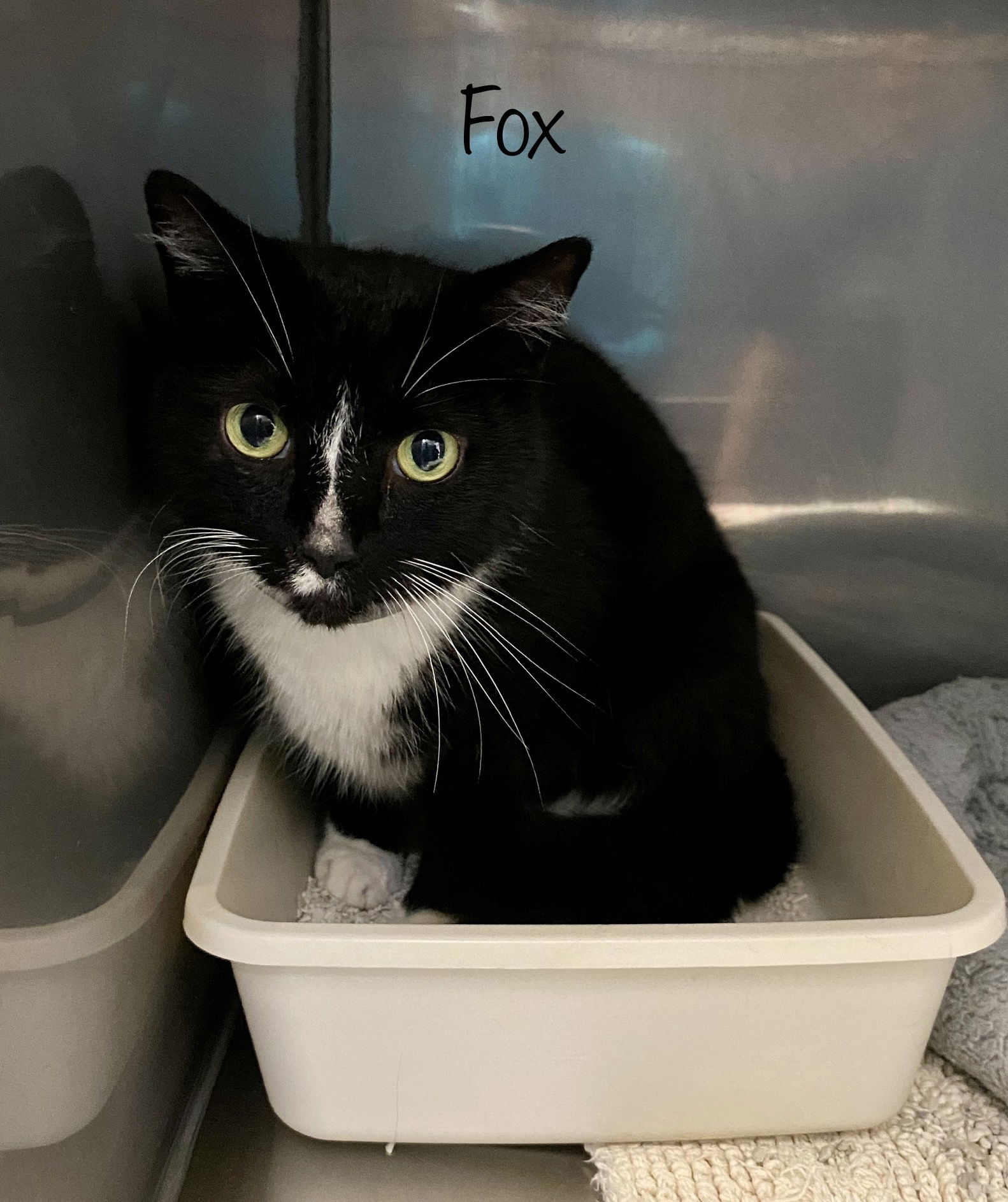 adoptable Cat in Herndon, VA named Fox