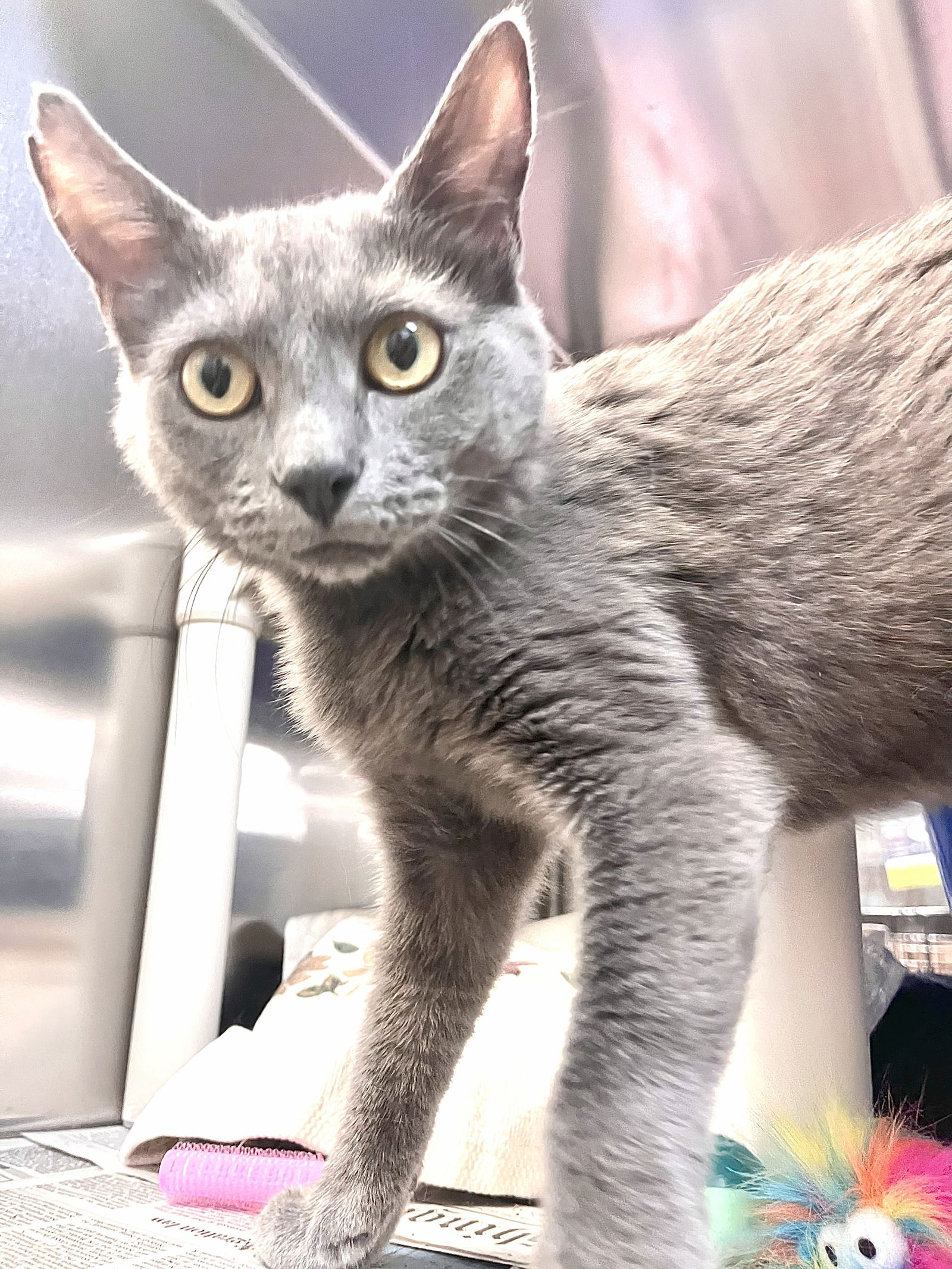 adoptable Cat in Herndon, VA named Holly