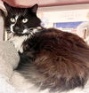 adoptable Cat in , VA named Puss