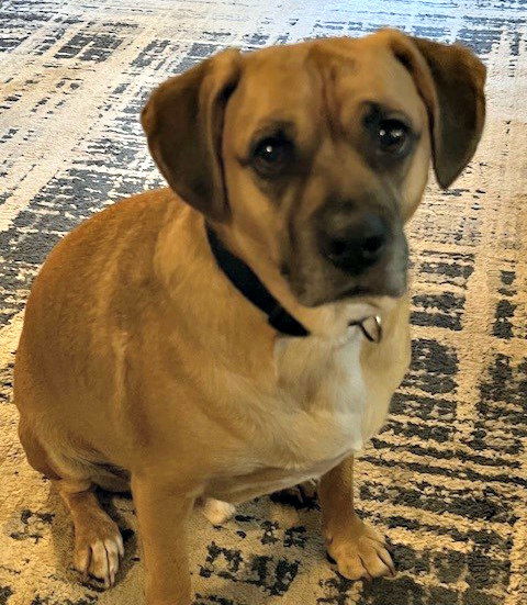 adoptable Dog in Herndon, VA named Rocco