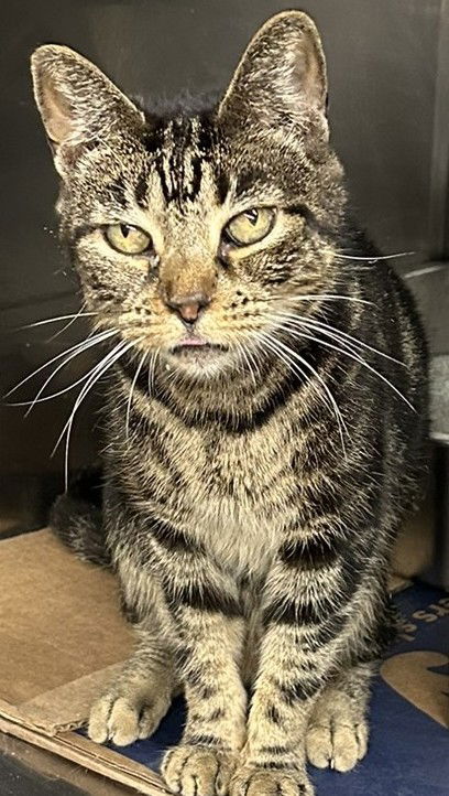 adoptable Cat in Herndon, VA named Melody