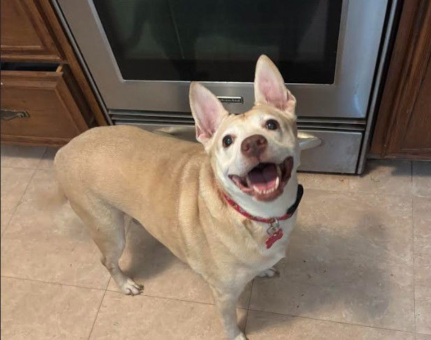 adoptable Dog in Herndon, VA named Bailey
