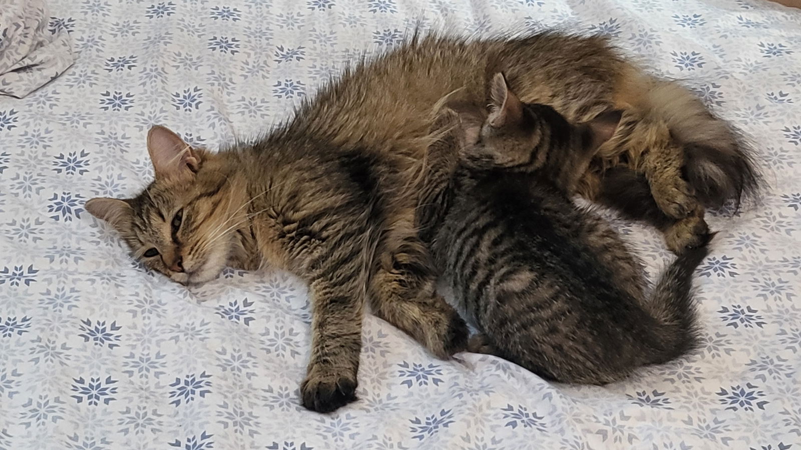 adoptable Cat in Herndon, VA named Luke & Laila - BONDED