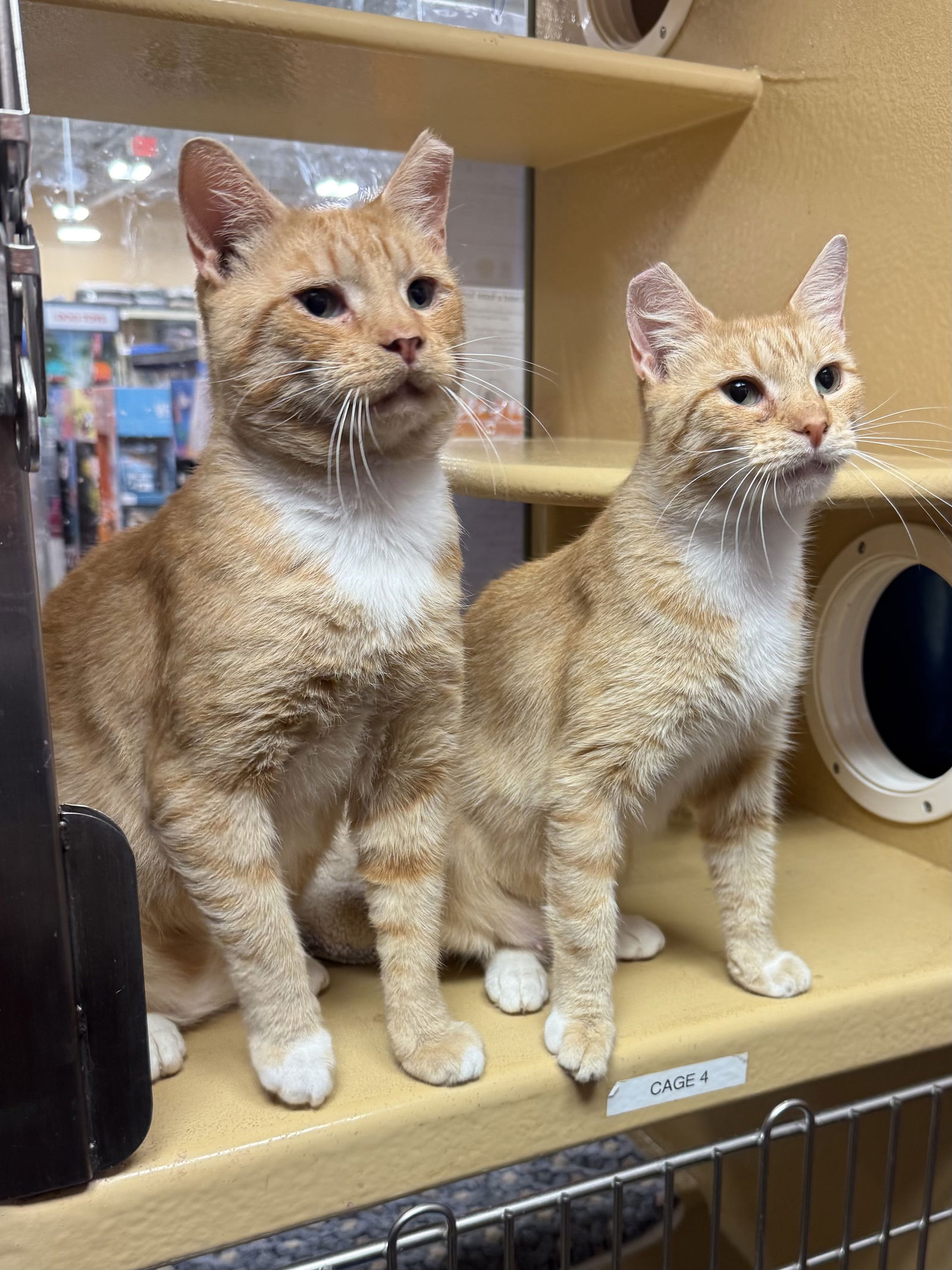 adoptable Cat in Herndon, VA named Rex (& Roxie) - bonded