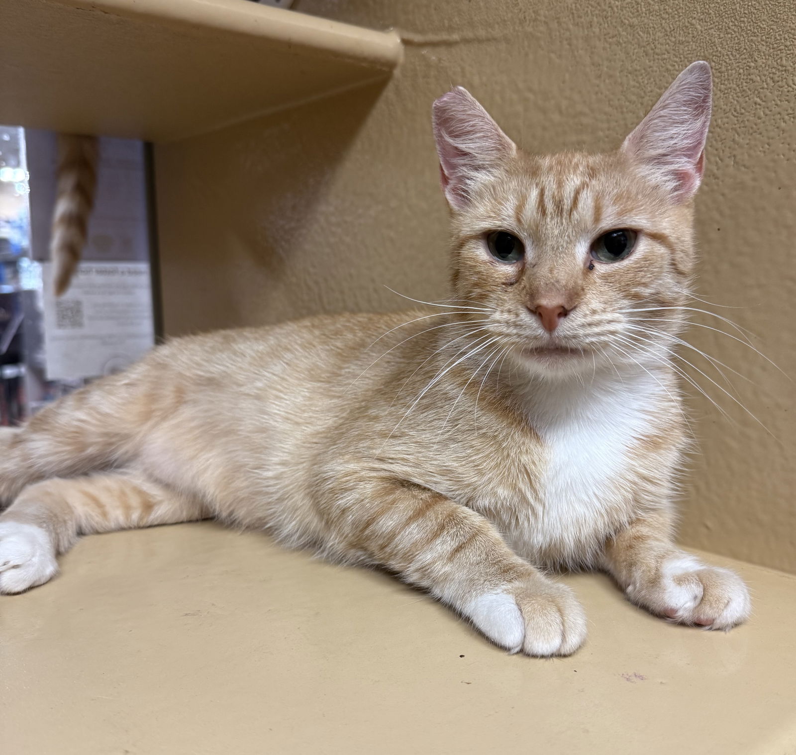 adoptable Cat in Herndon, VA named Roxie (& Rex) - bonded